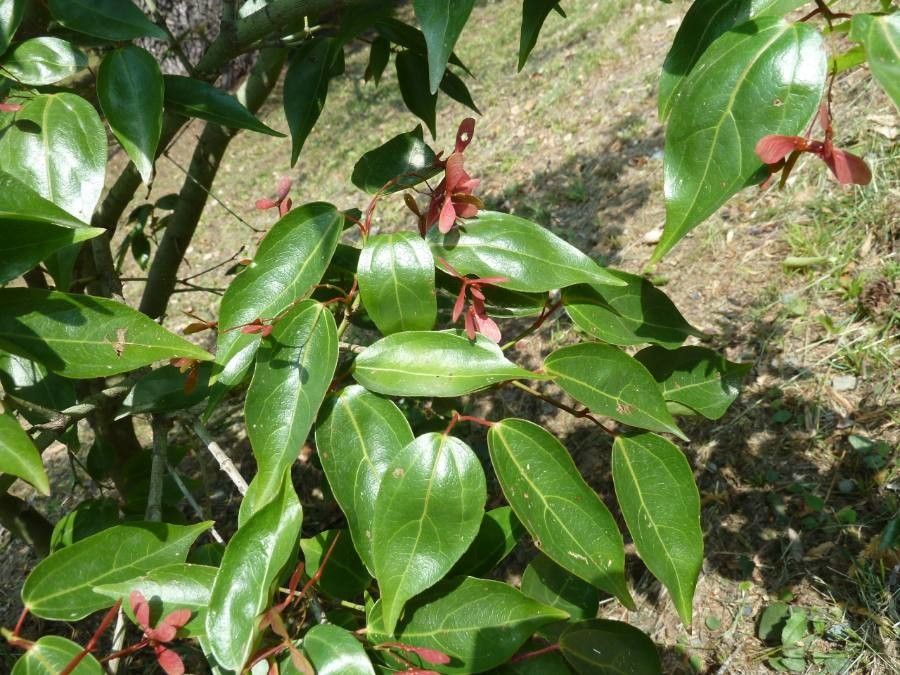 Acer cordatum — houseplant care guide