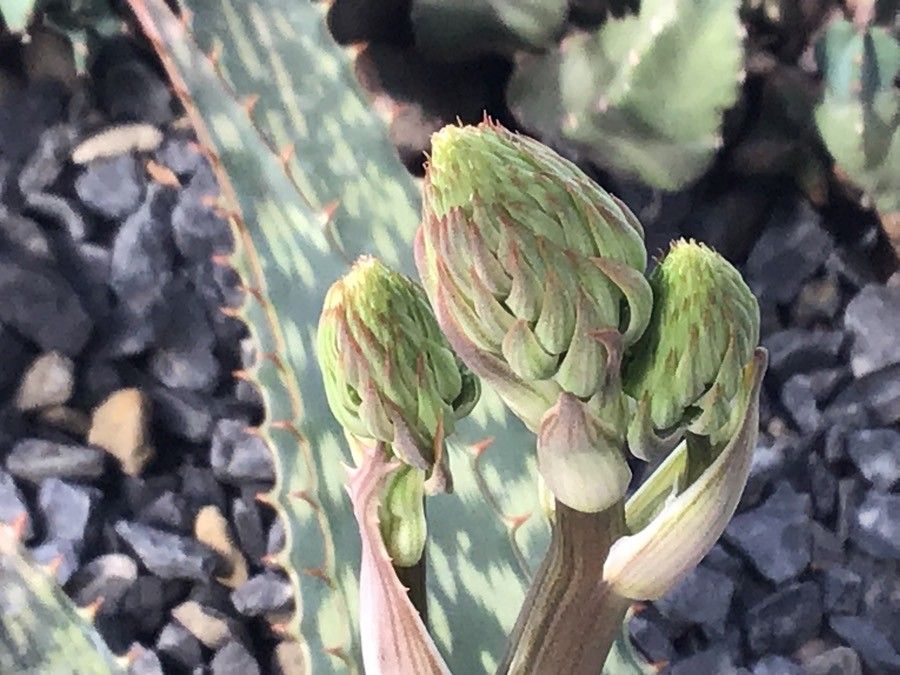 Aloe greatheadii flower