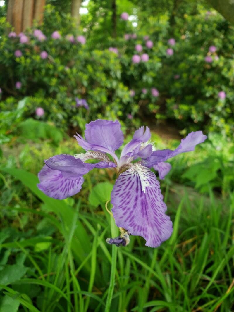 Iris tectorum flower