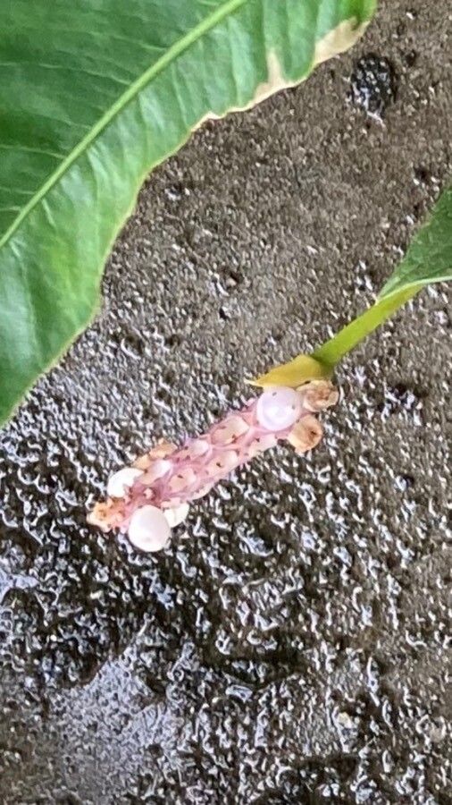 Anthurium scandens fruit
