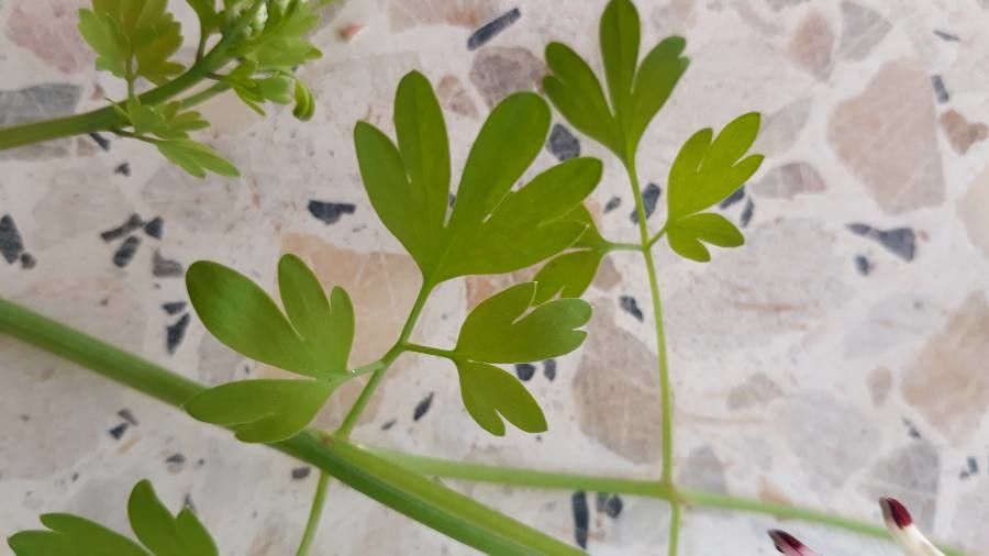 Fumaria muralis — search result for 'Papaveraceae'