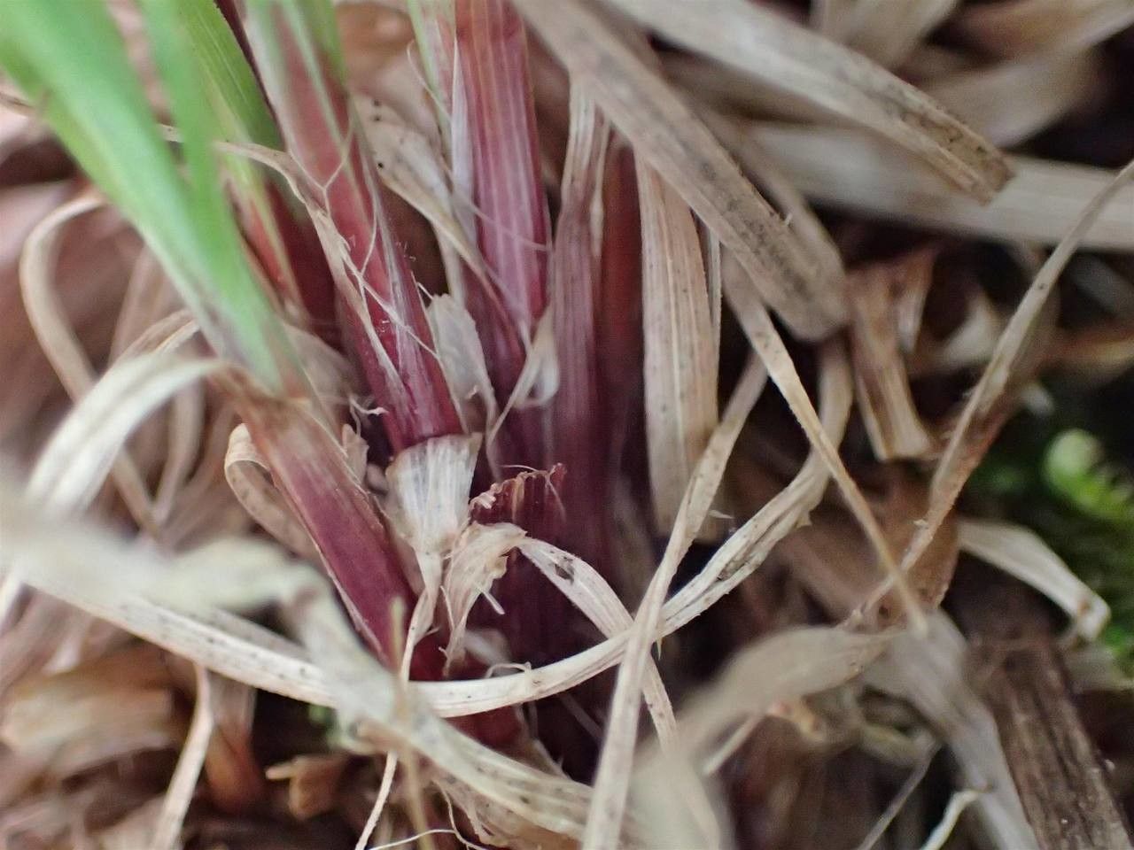 Carex pilulifera flower