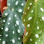 Begonia maculata