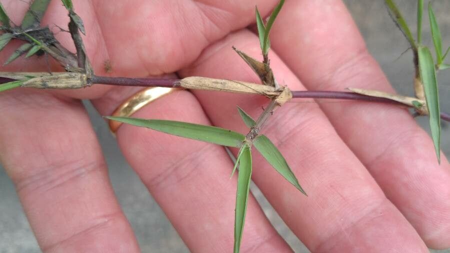 Paspalum distichum — search result for 'Paspalum'