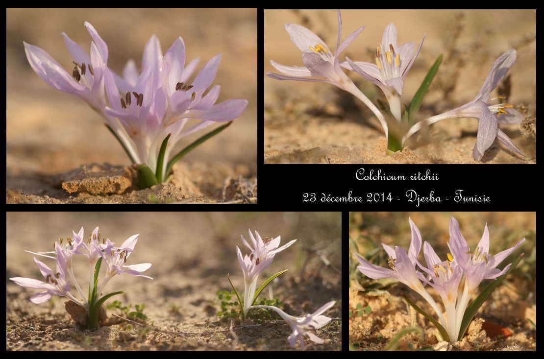Colchicum ritchii habit