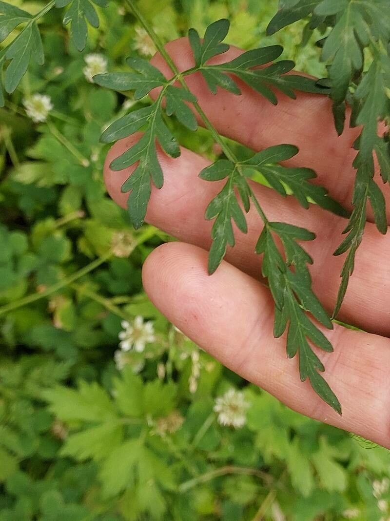 Peucedanum palustre — search result for 'Latvia'
