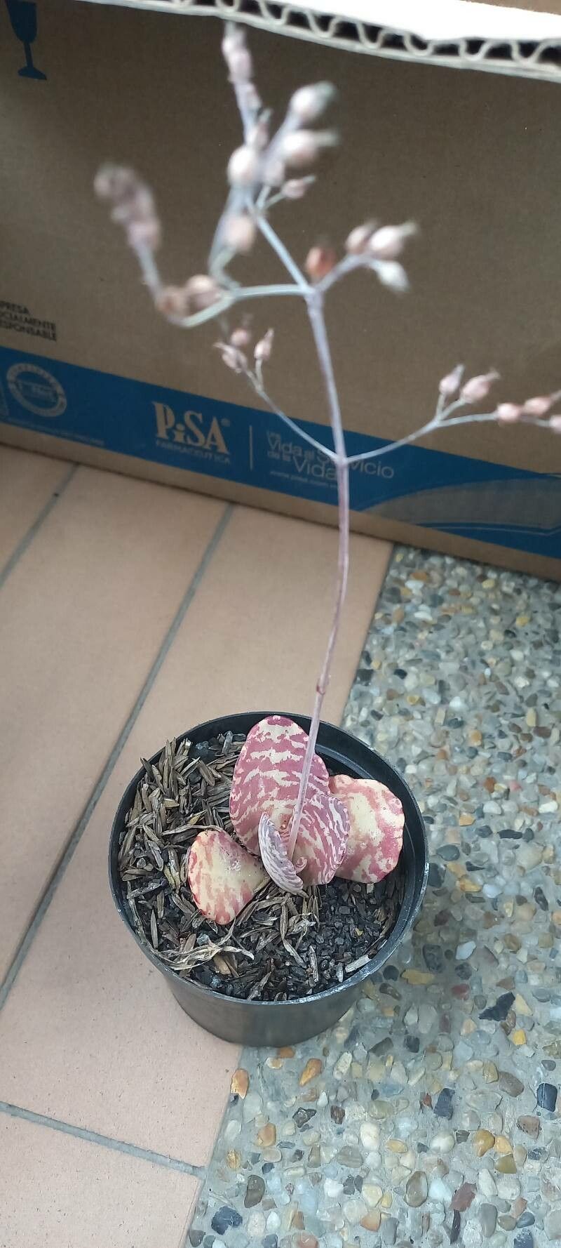 Kalanchoe humilis flower