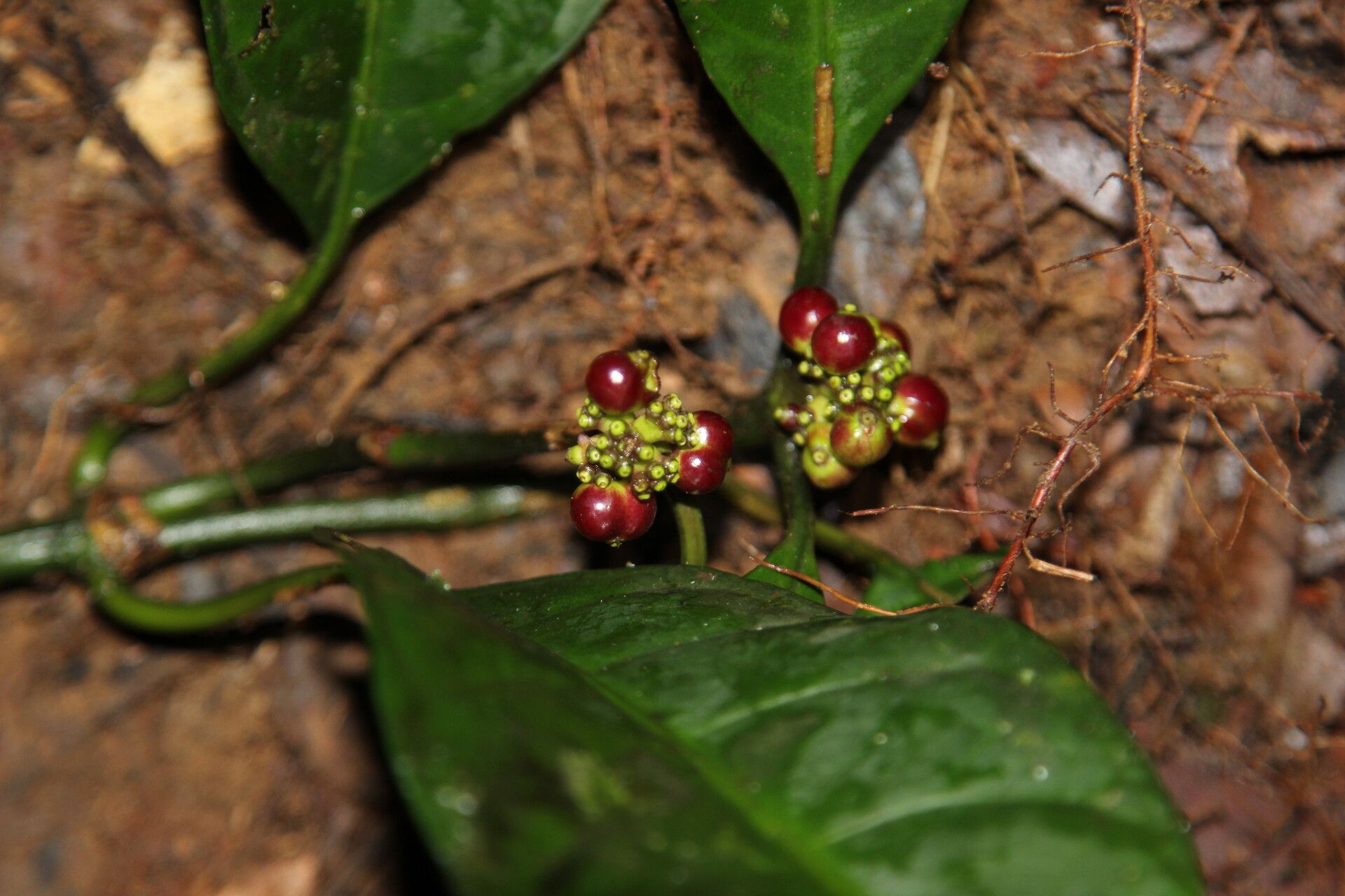 Chassalia corallifera fruit