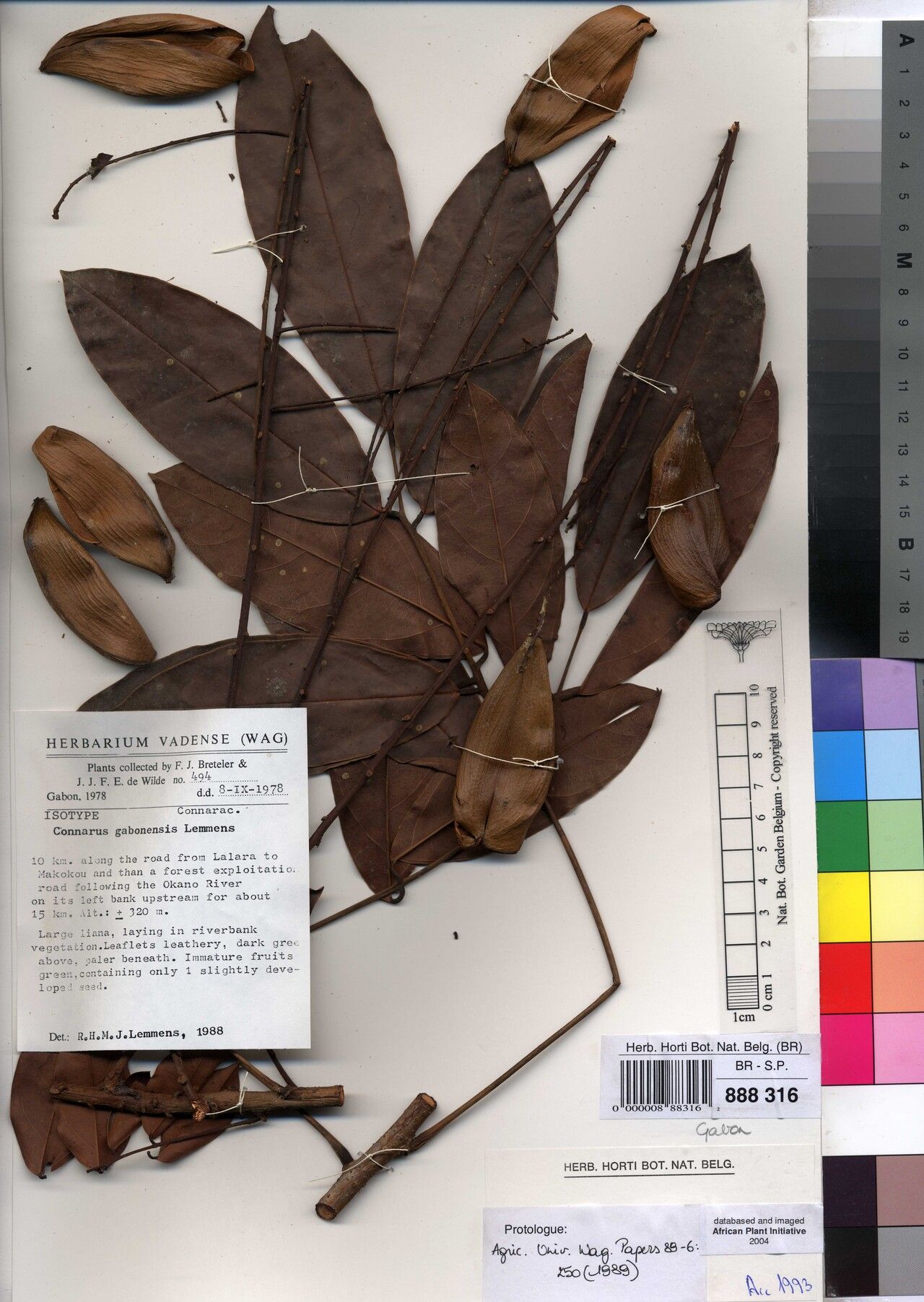 Connarus gabonensis — houseplant care guide