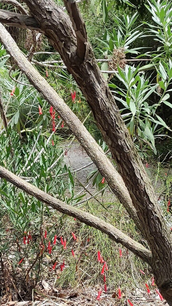 Echium nervosum bark