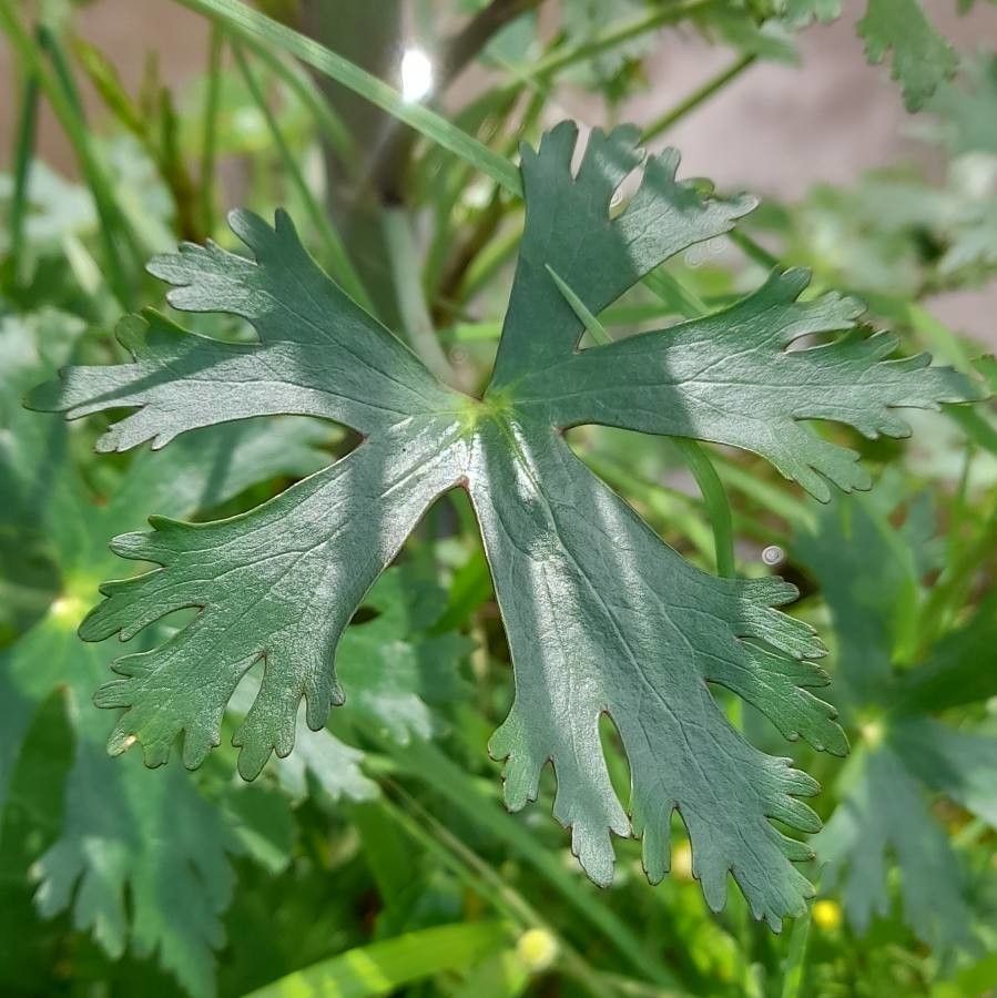 Ranunculus apiifolius — houseplant care guide