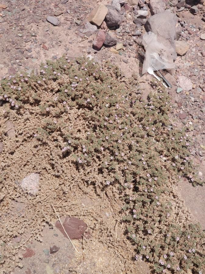 Tiquilia atacamensis other