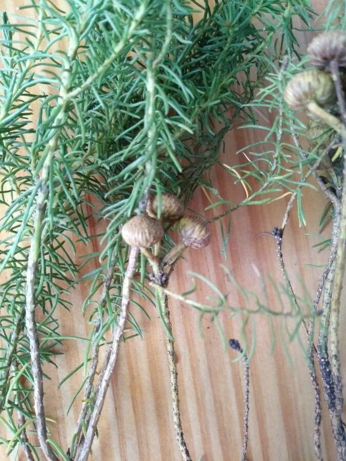 Baccharis aliena fruit