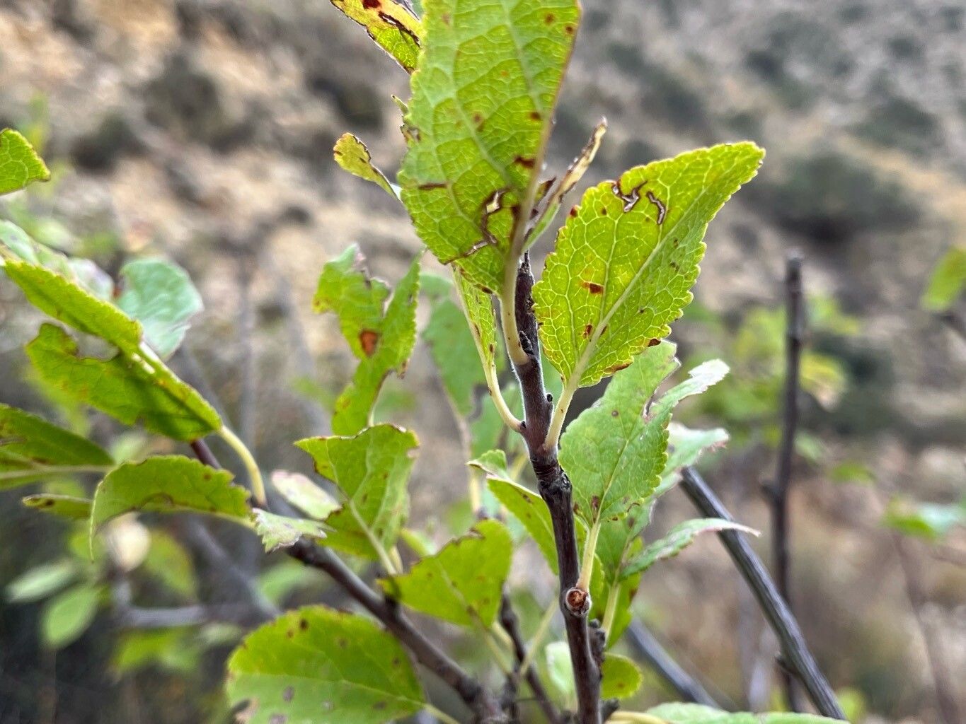 Malus orientalis — search result for 'Malus'