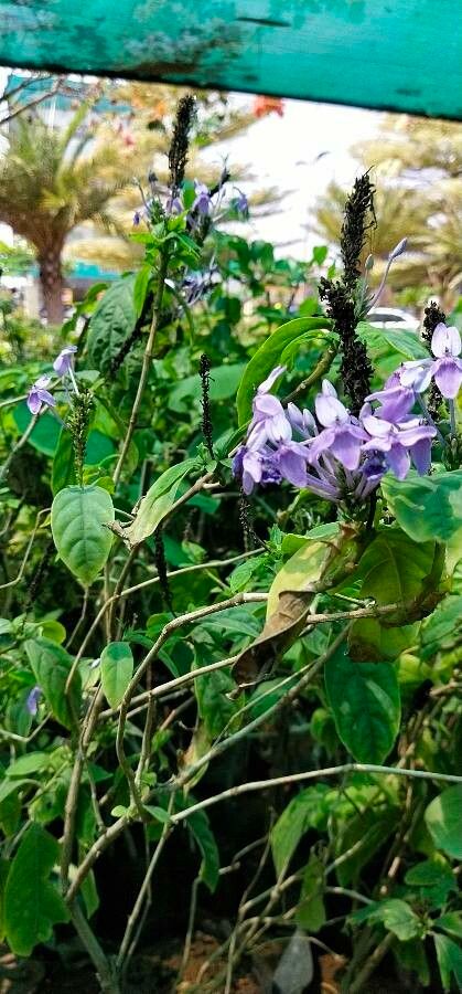 Pseuderanthemum grandiflorum — search result for 'Pseuderanthemum'