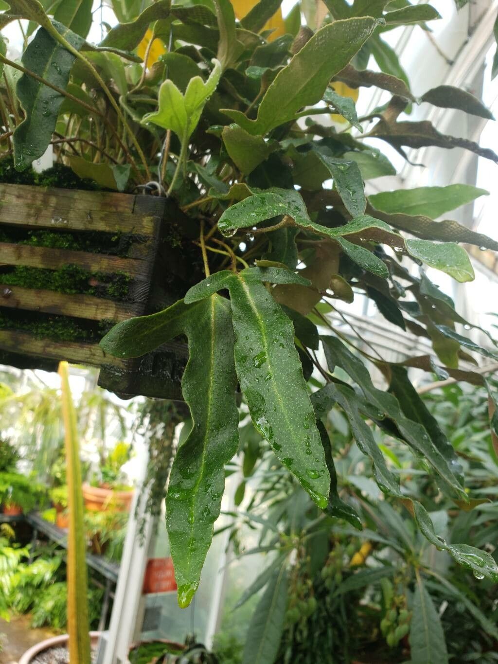 Pyrrosia hastata — houseplant care guide