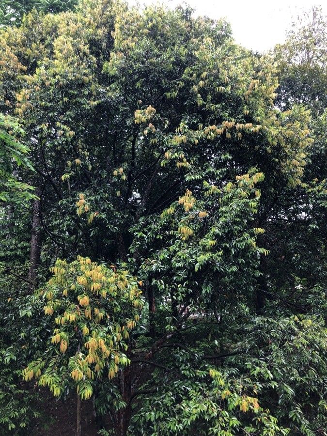 Dryobalanops oblongifolia habit