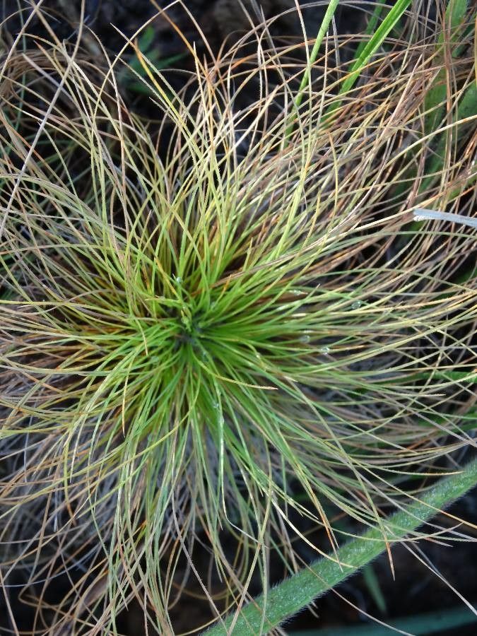 Bulbostylis paradoxa leaf