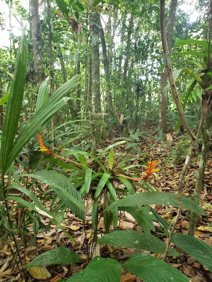 Vriesea carinata habit