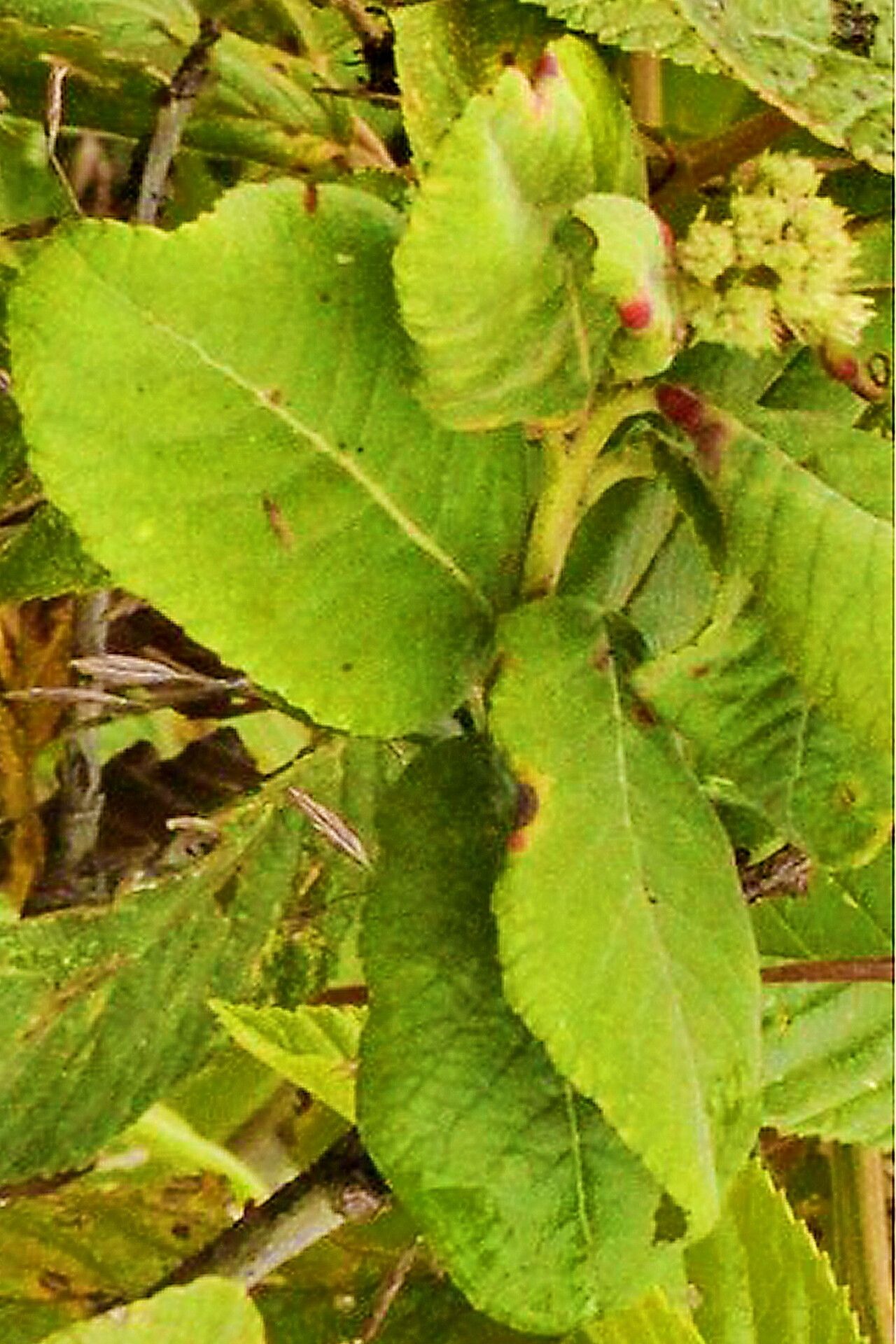 Hesperomeles ferruginea — related species from the same genus