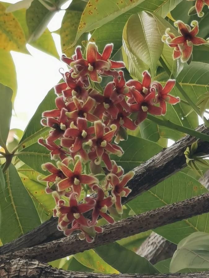 Sterculia foetida flower