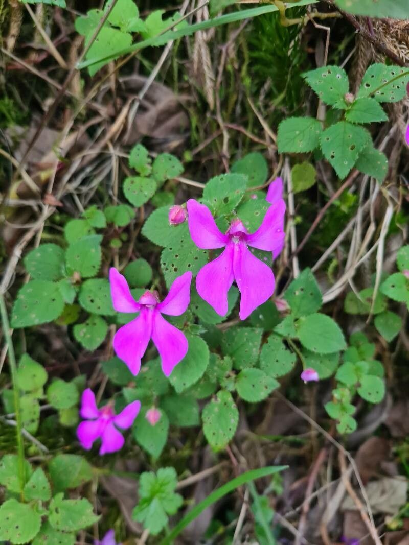 Impatiens hoehnelii — houseplant care guide