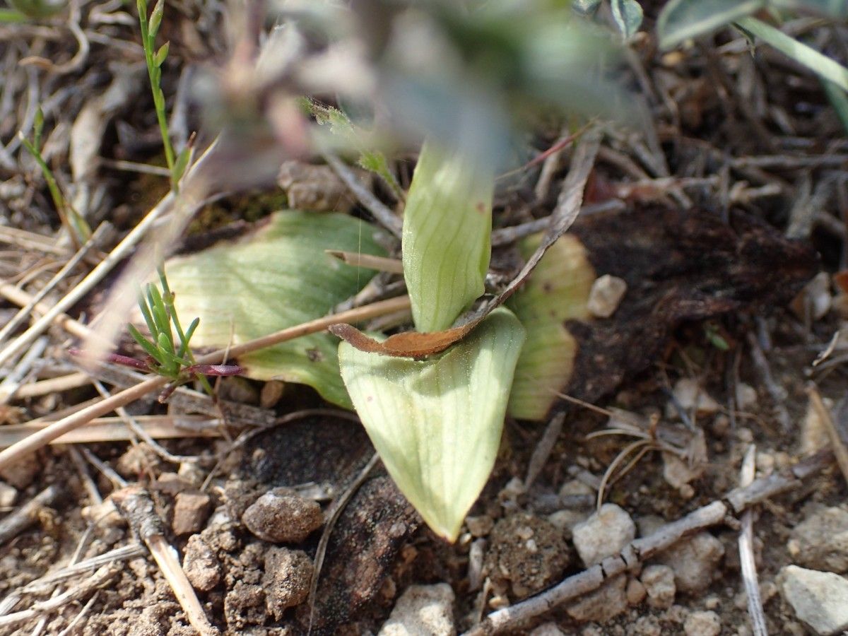 Ophrys saratoi leaf