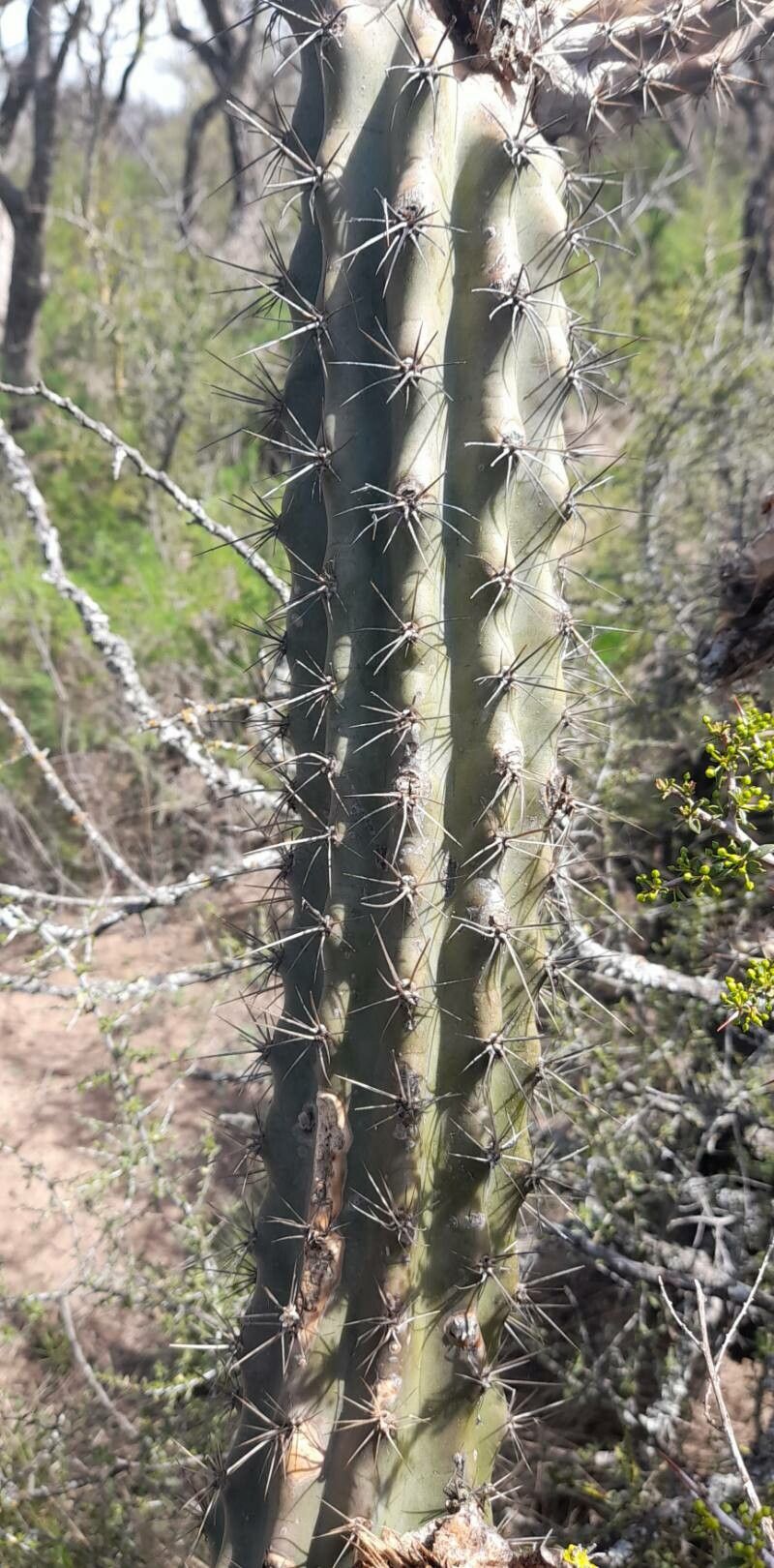 Cereus aethiops bark