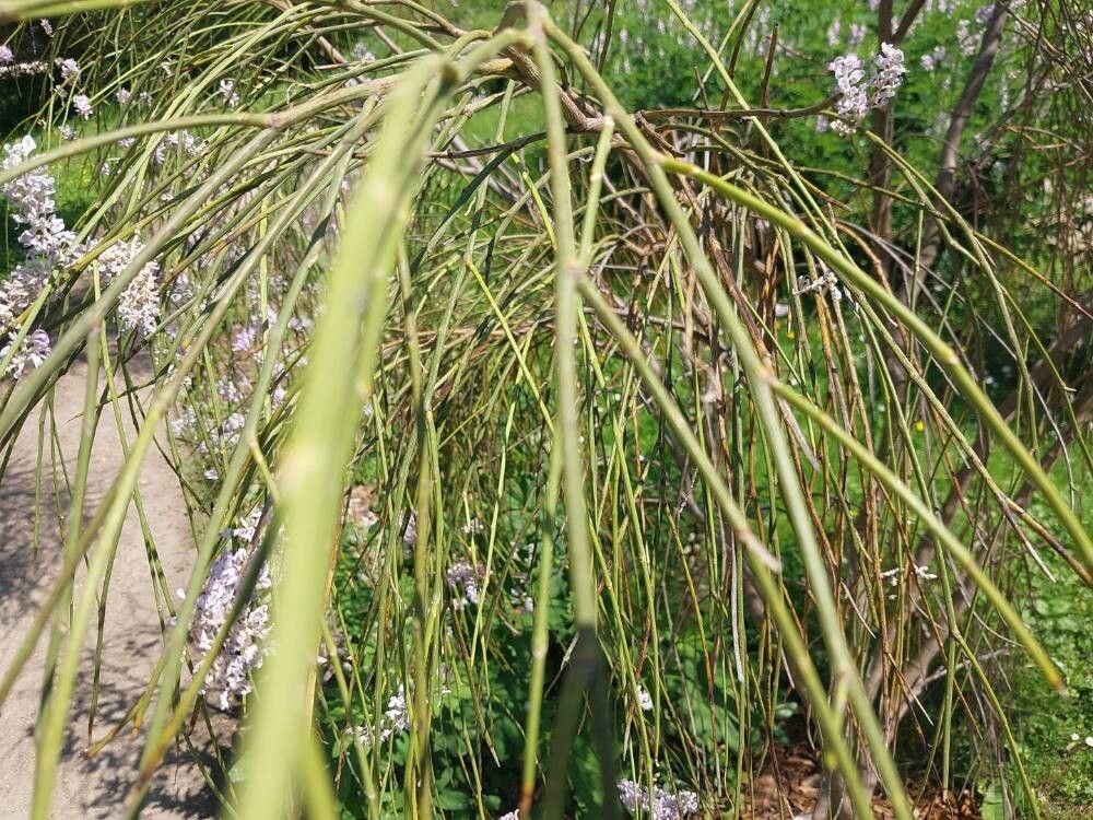 Carmichaelia stevensonii — search result for 'Carmichaelia'