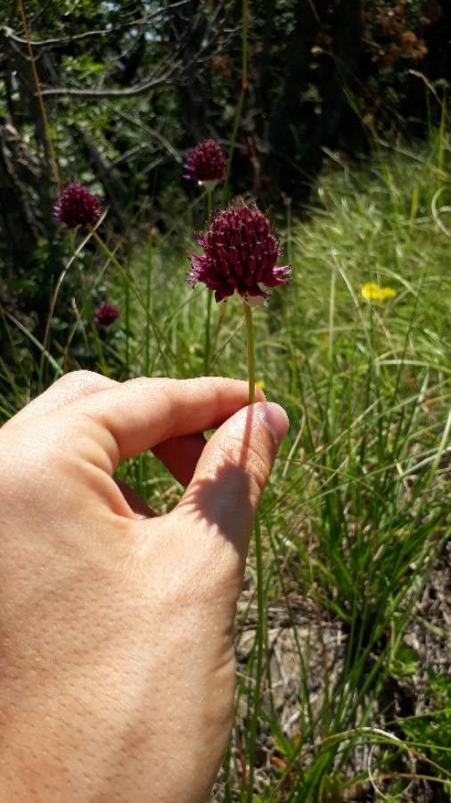 Gymnadenia nigra fruit