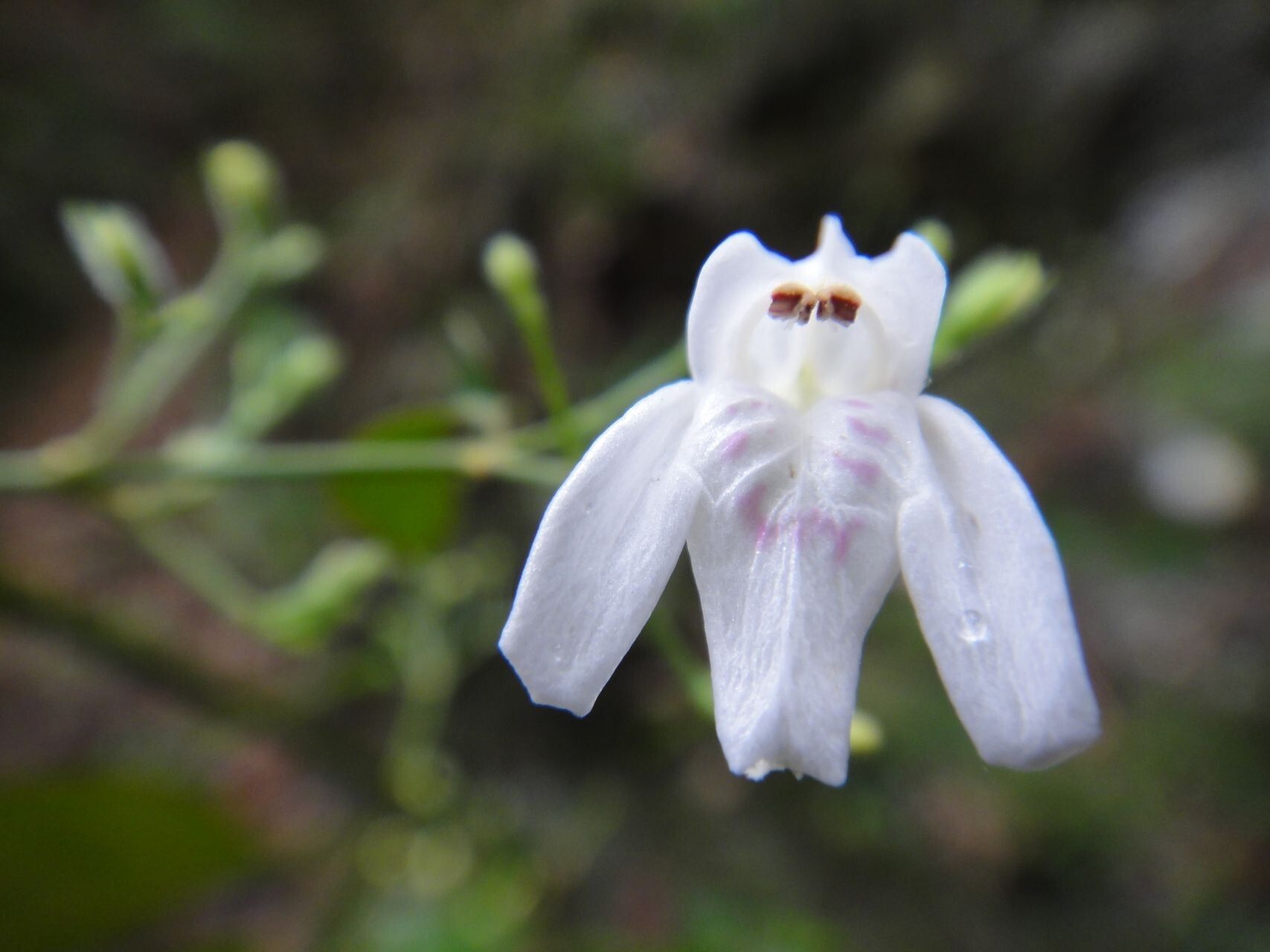 Justicia pinensis — houseplant care guide