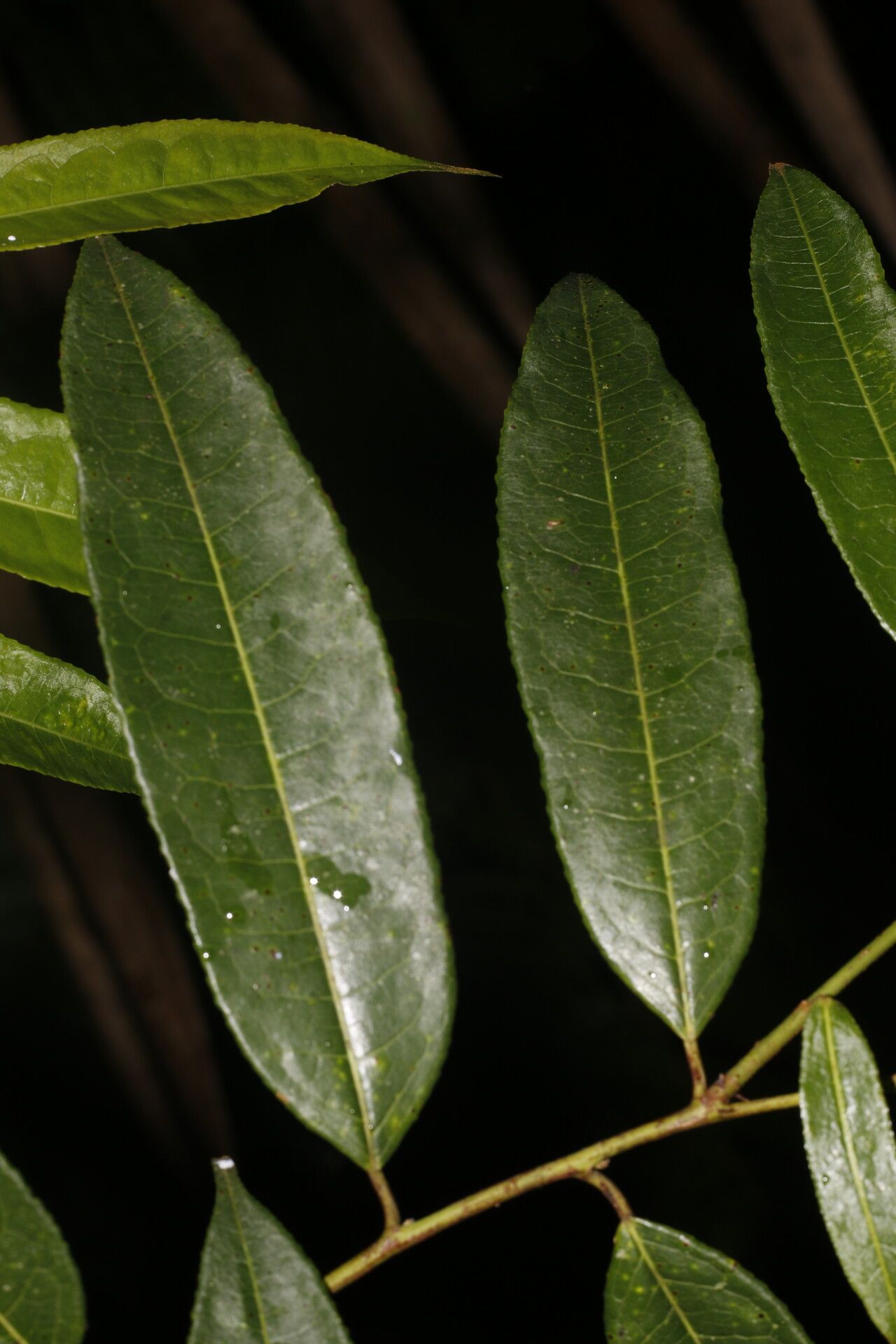 Mabea montana — houseplant care guide