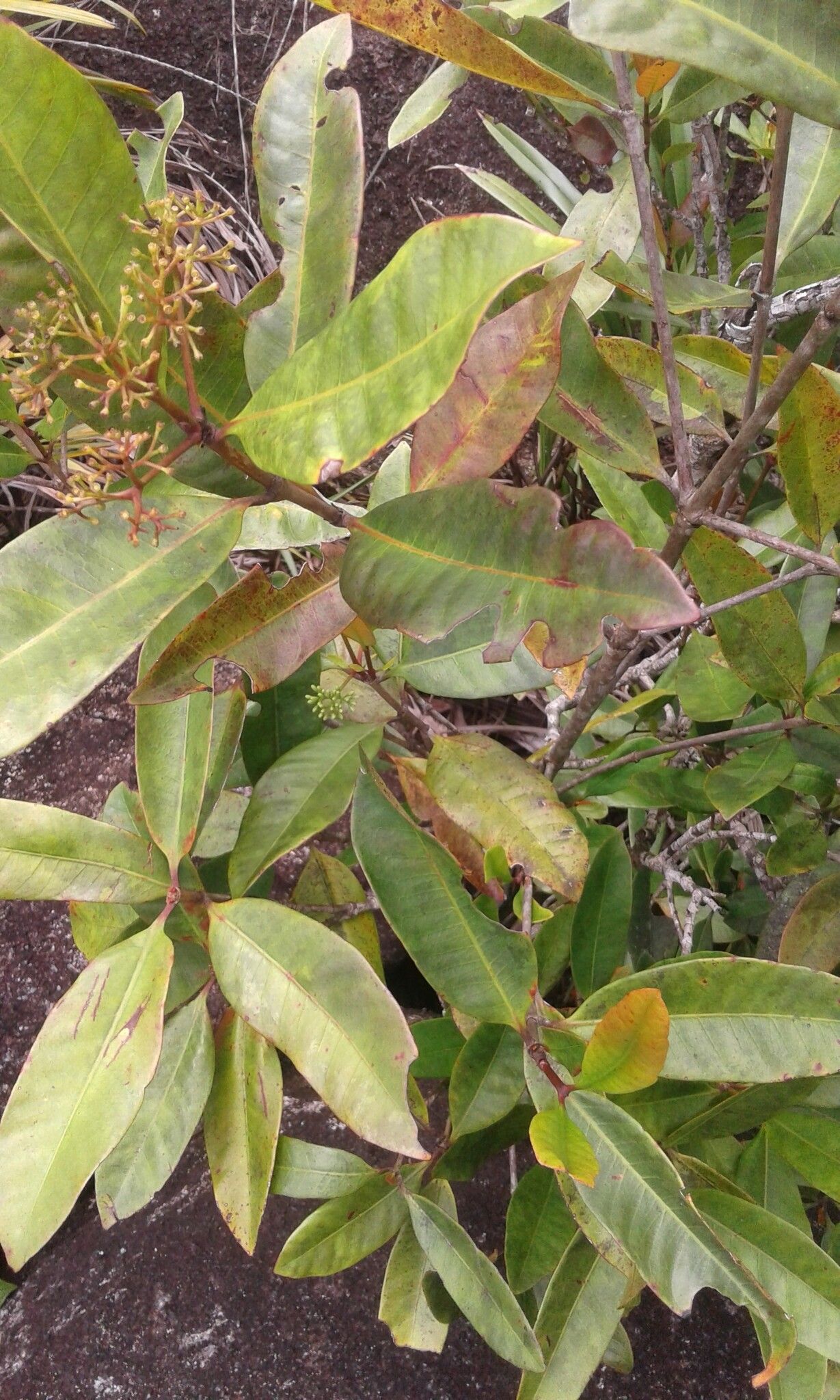 Ixora pudica leaf