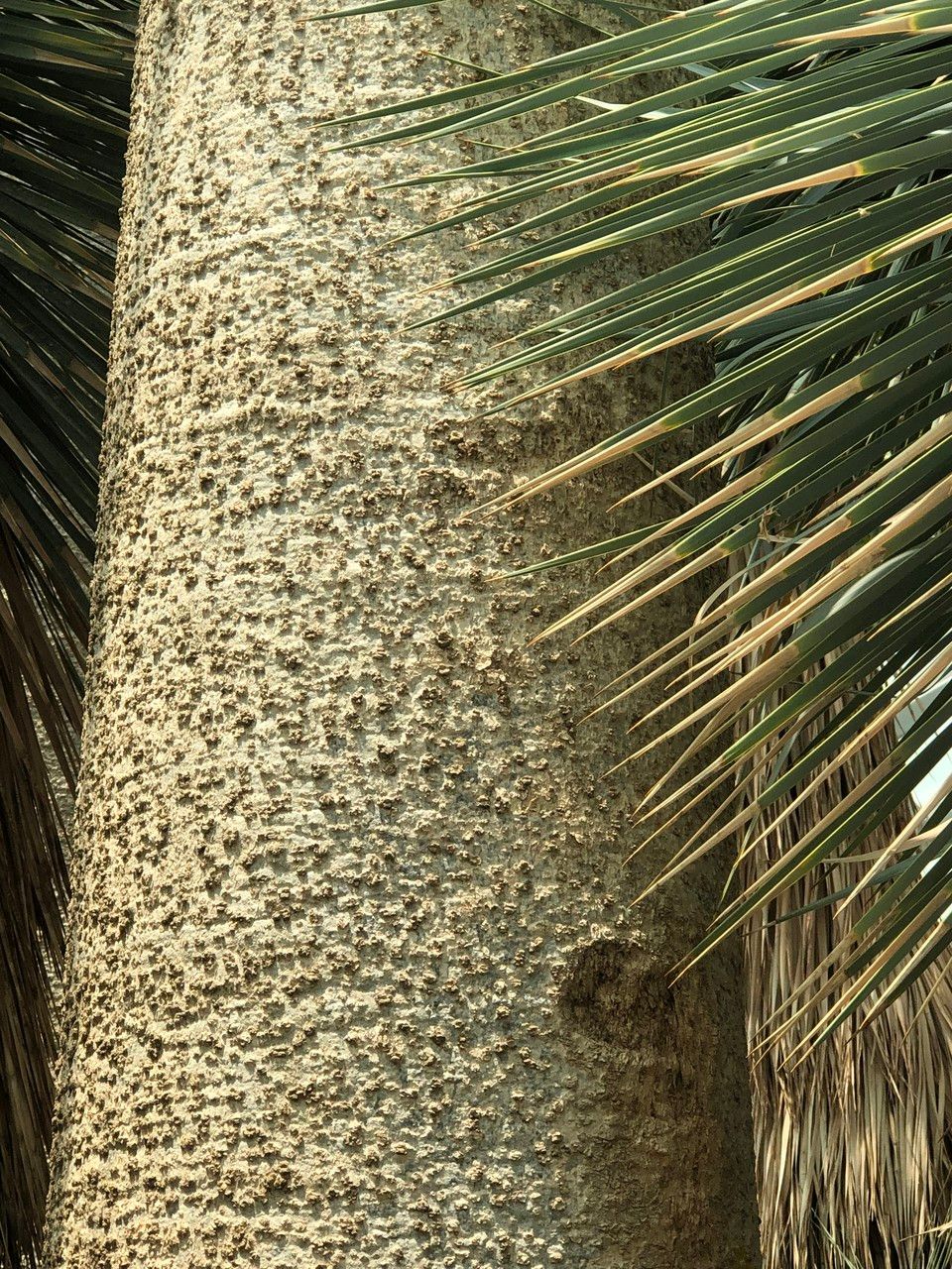 Moringa drouhardii bark