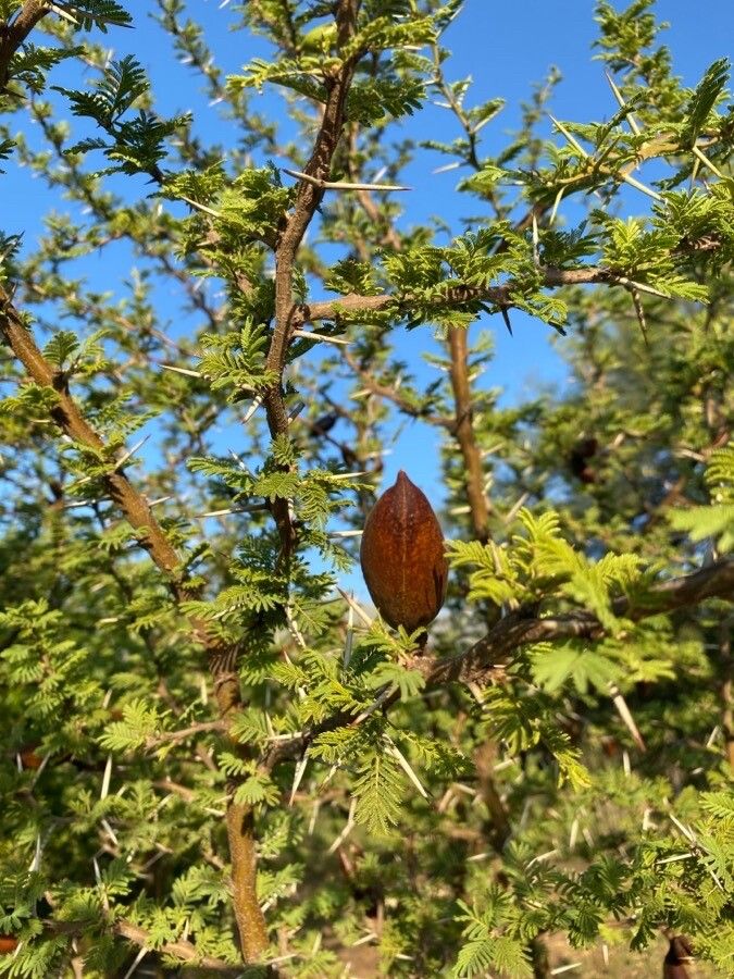 Acacia caven — search result for 'Uruguay'