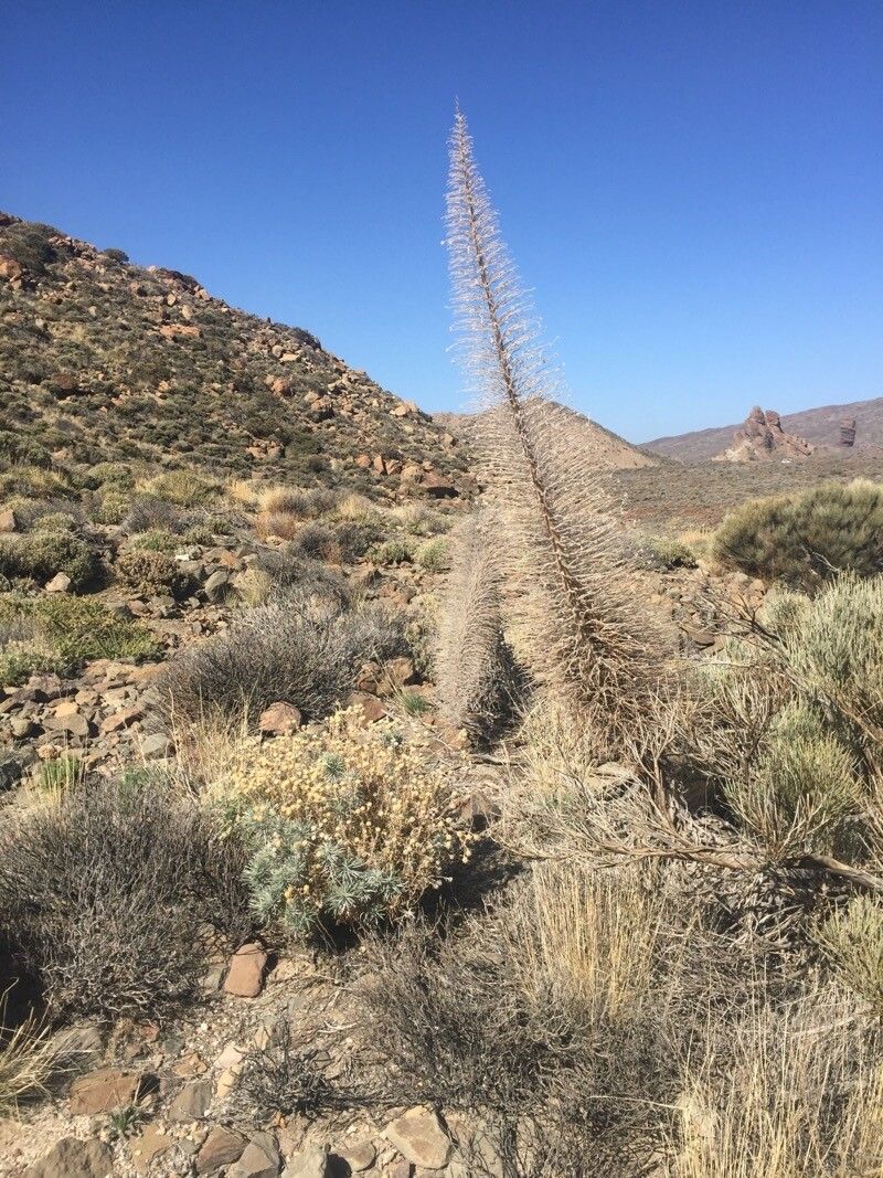 Echium wildpretii fruit