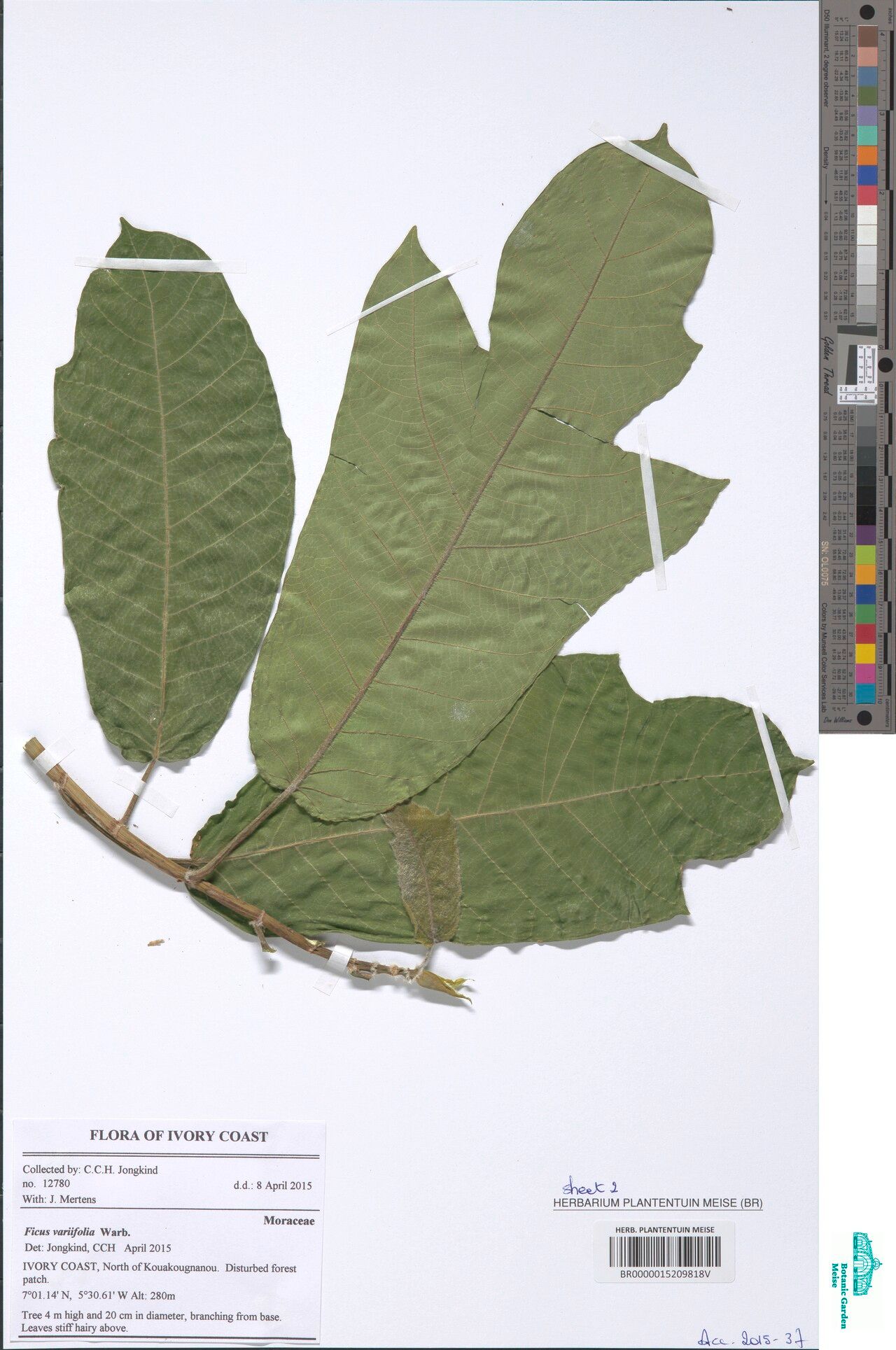 Ficus variifolia — houseplant care guide