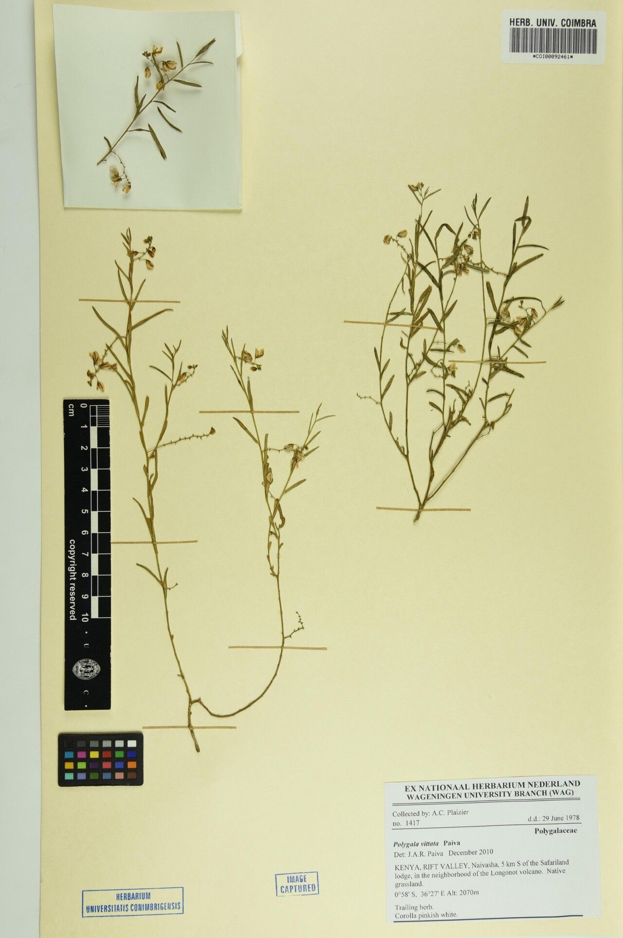 Polygala vittata — houseplant care guide