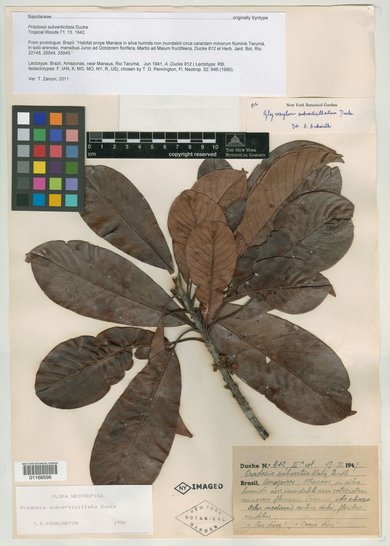 Pradosia subverticillata — houseplant care guide