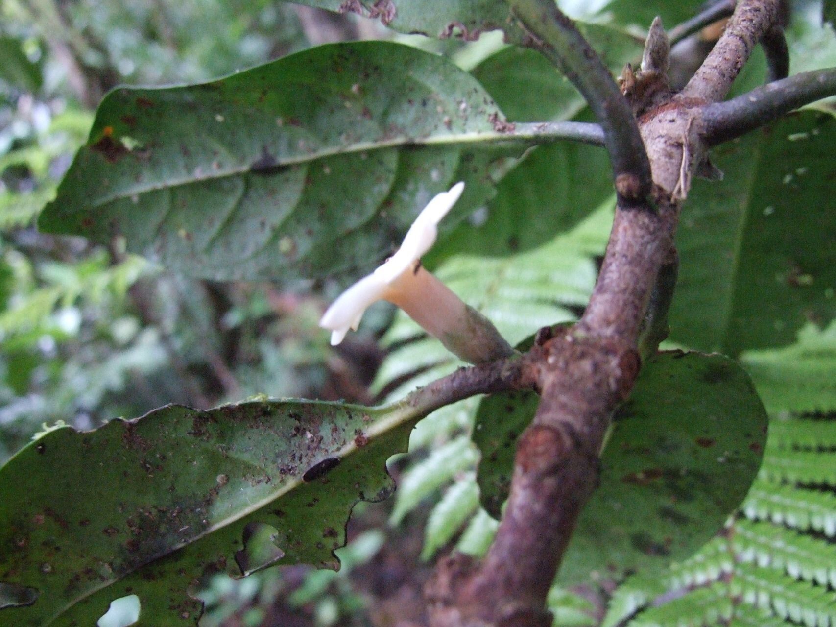 Atractocarpus nigricans flower