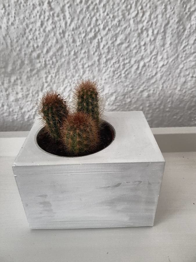 Echinocereus dasyacanthus bark