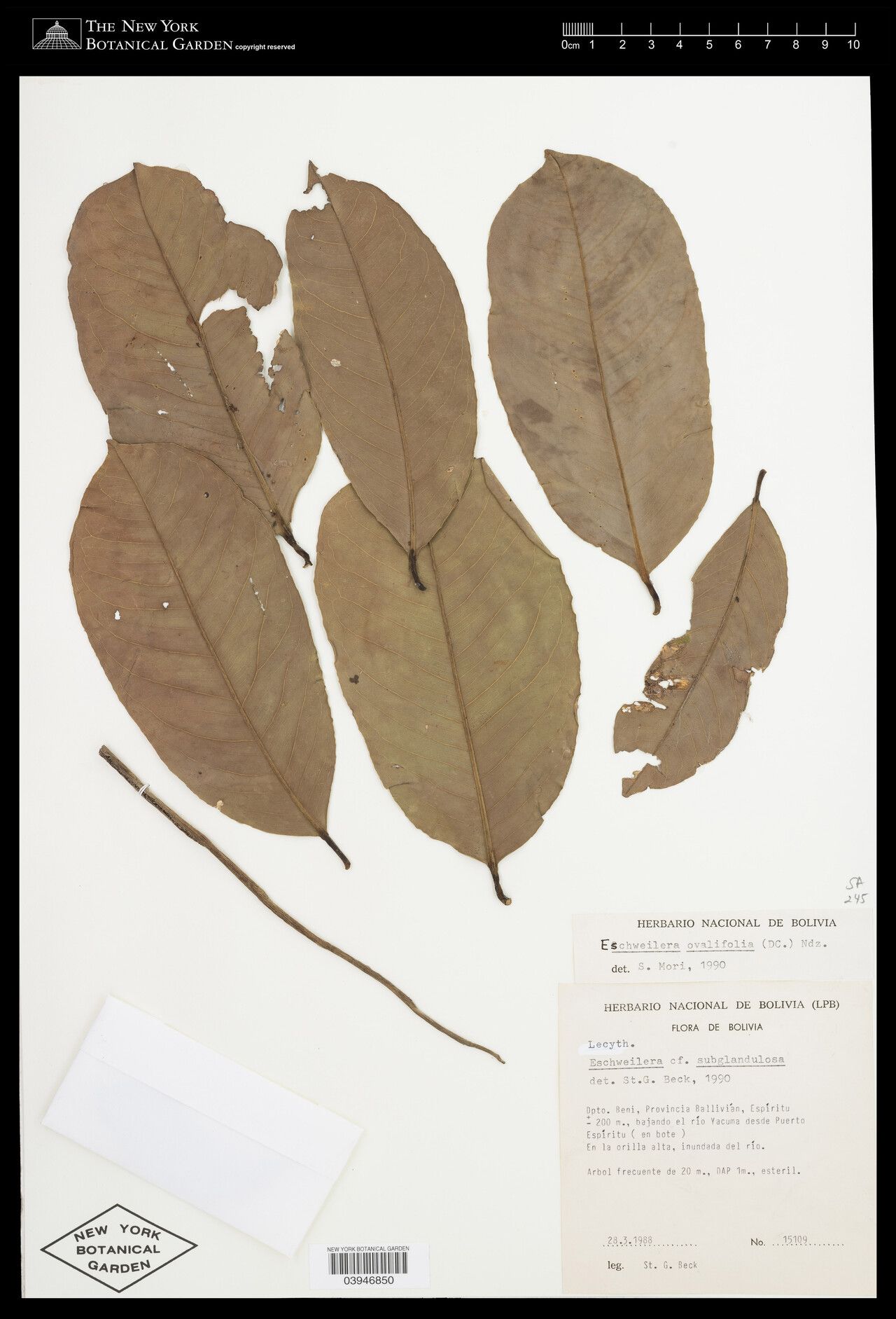 Eschweilera ovalifolia — houseplant care guide