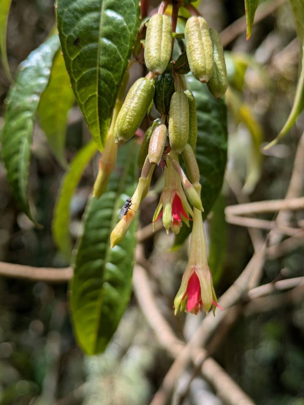 Fuchsia sessilifolia — search result for 'Fuchsia'