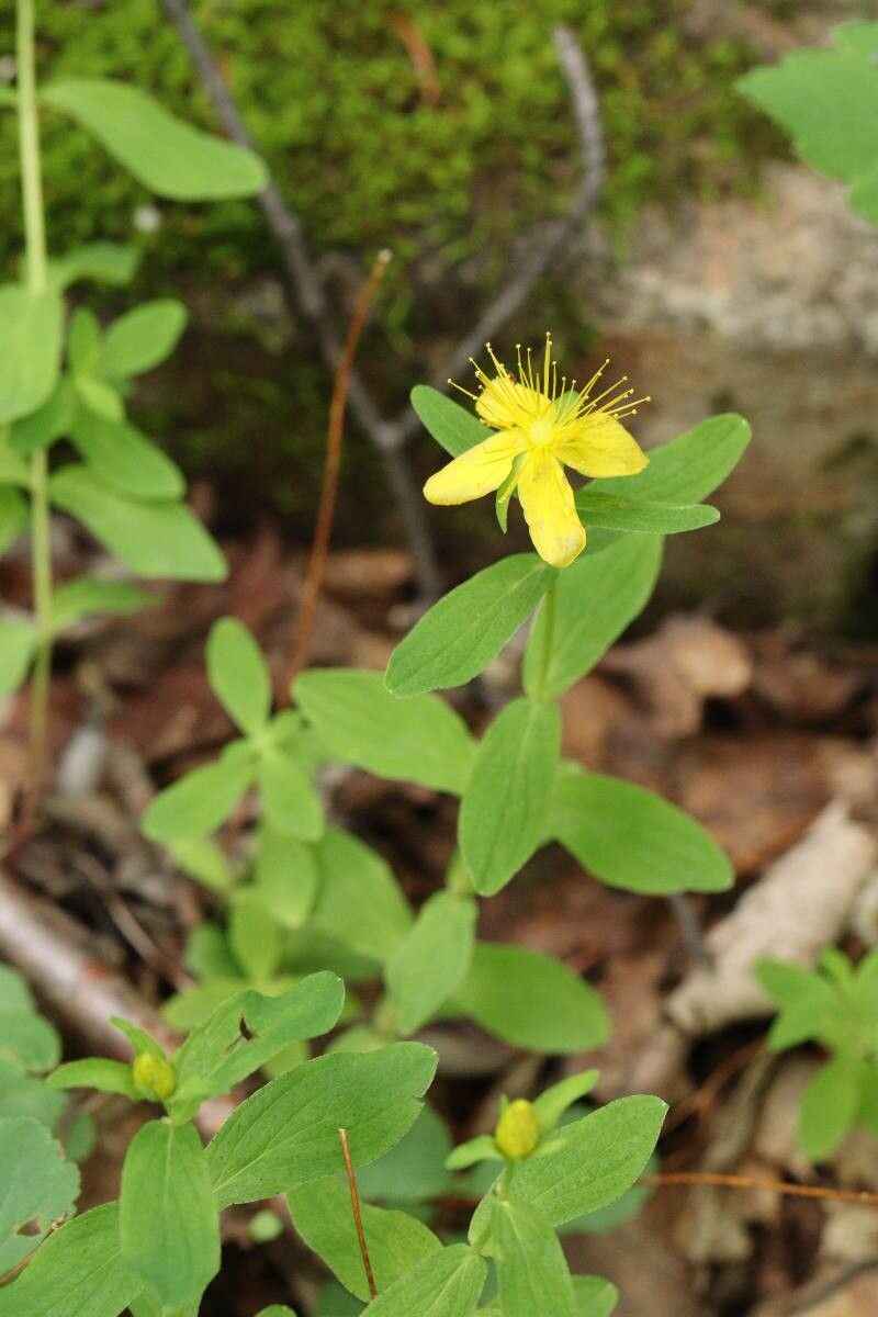 Hypericum kamtschaticum — houseplant care guide