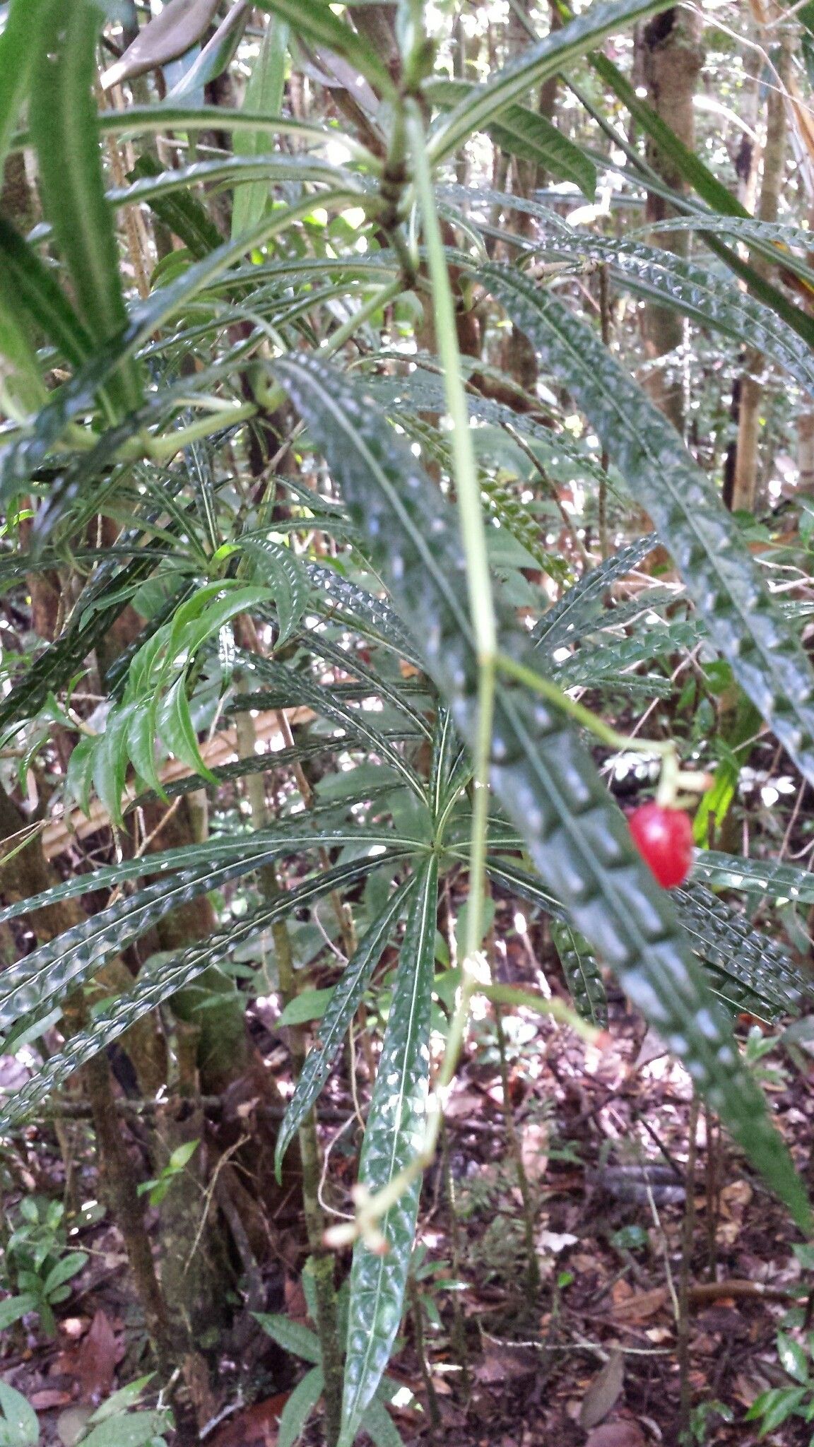 Psychotria himanthophylla fruit