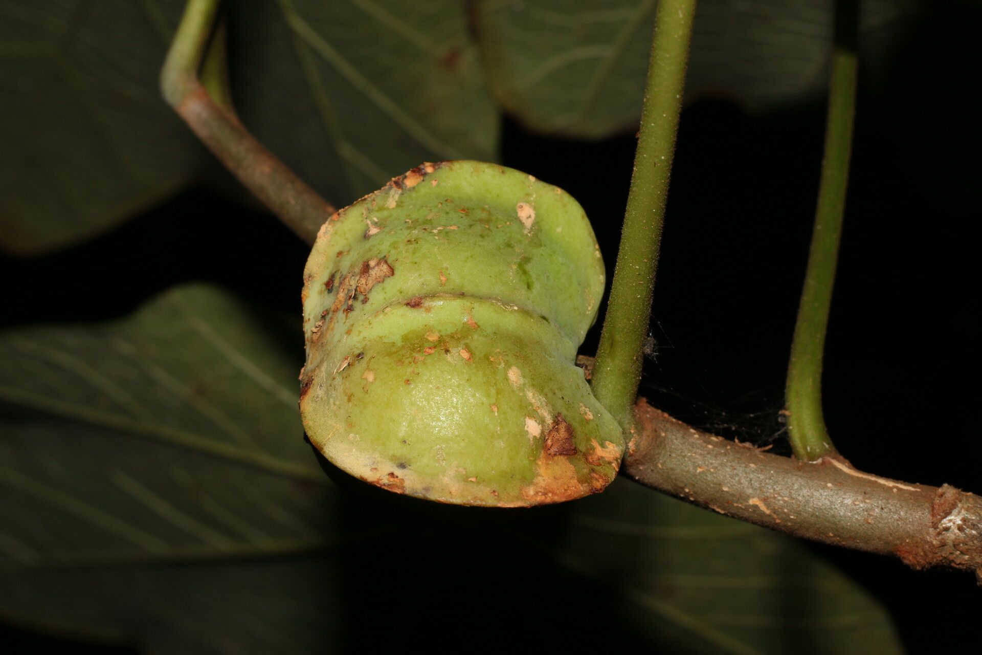 Jatropha costaricensis fruit