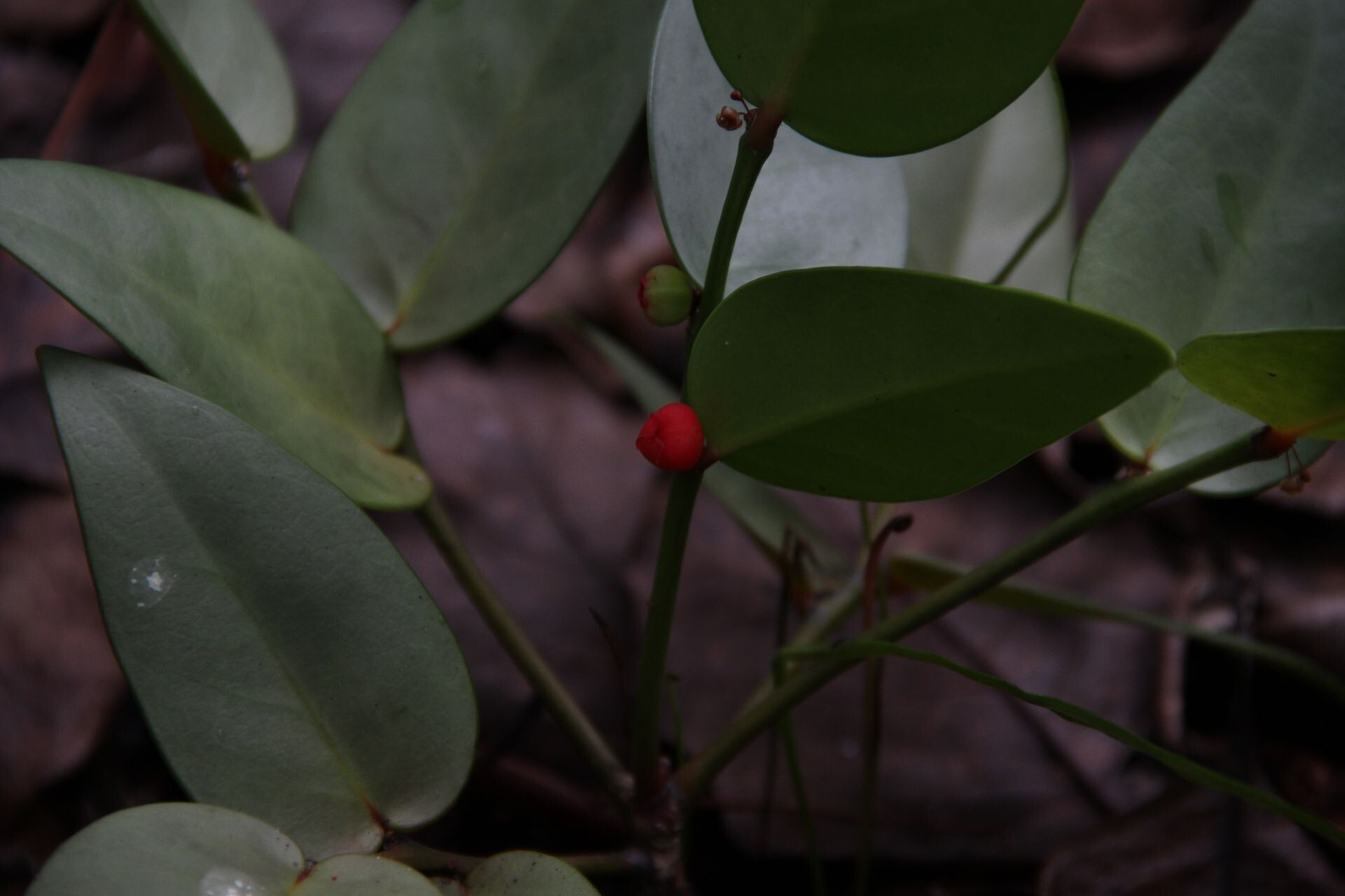 Phyllanthus pronyensis — houseplant care guide