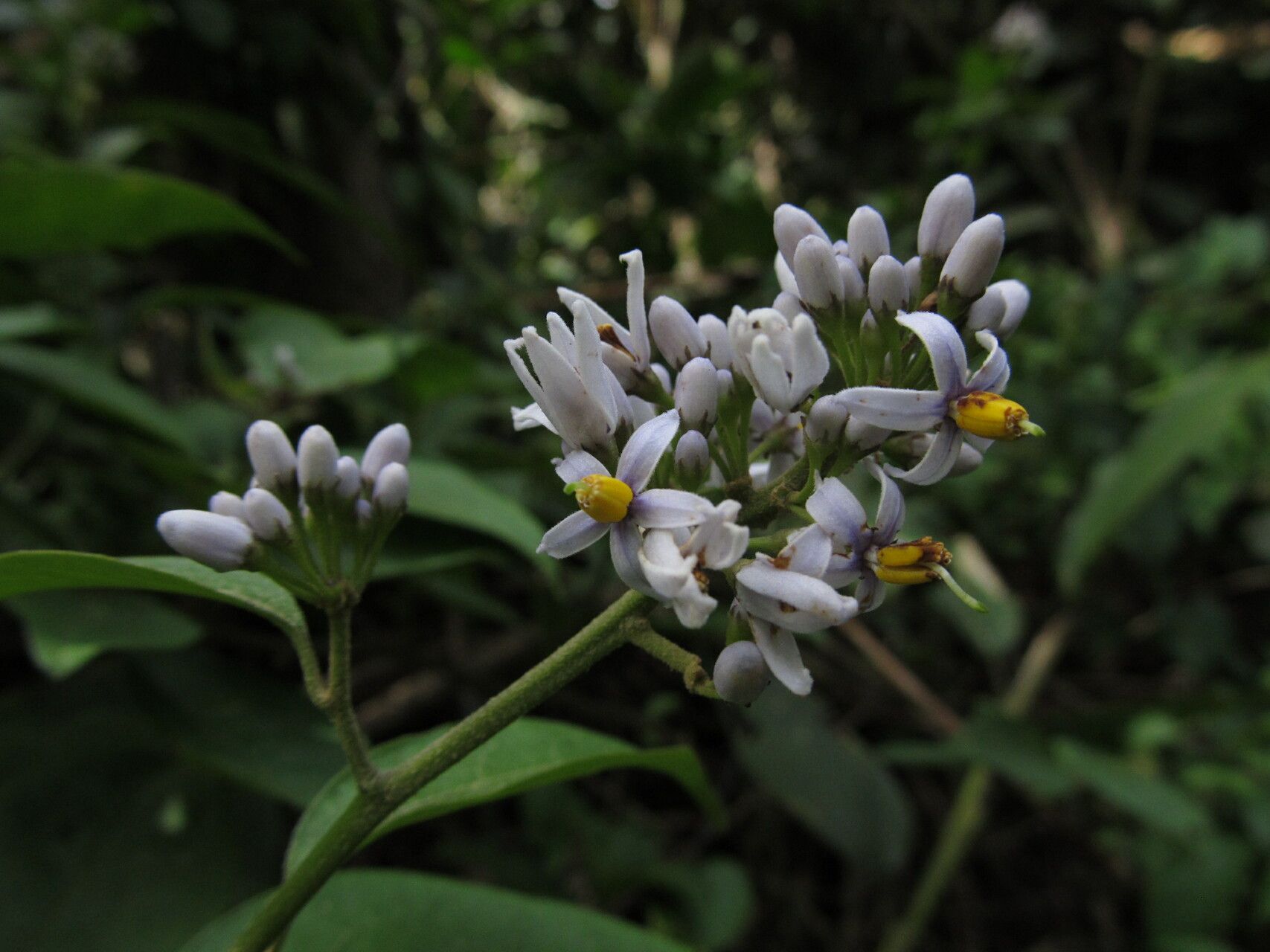 Solanum terminale flower