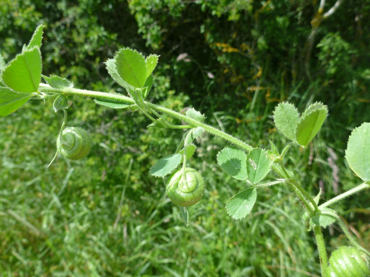 Medicago ciliaris