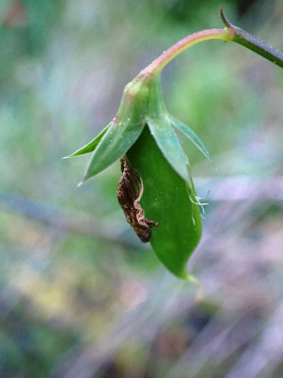 Lathyrus cicera fruit